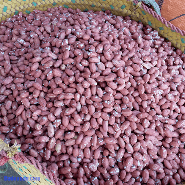 بادام زمینی یک کیلویی برشته سایز درشت تازه سوغاتی آستانه