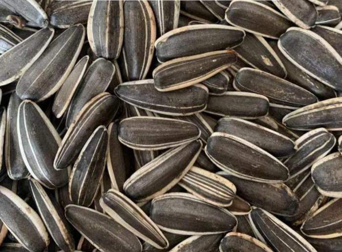 تخمه آفتابگردان کانادایی