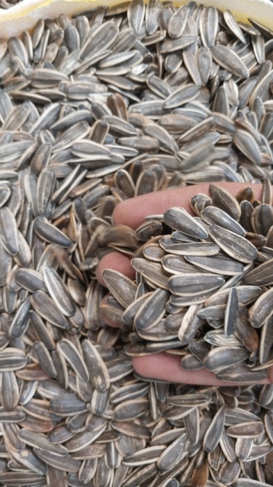 تخمه آفتابگردان| تخمه آفتابگردان خام