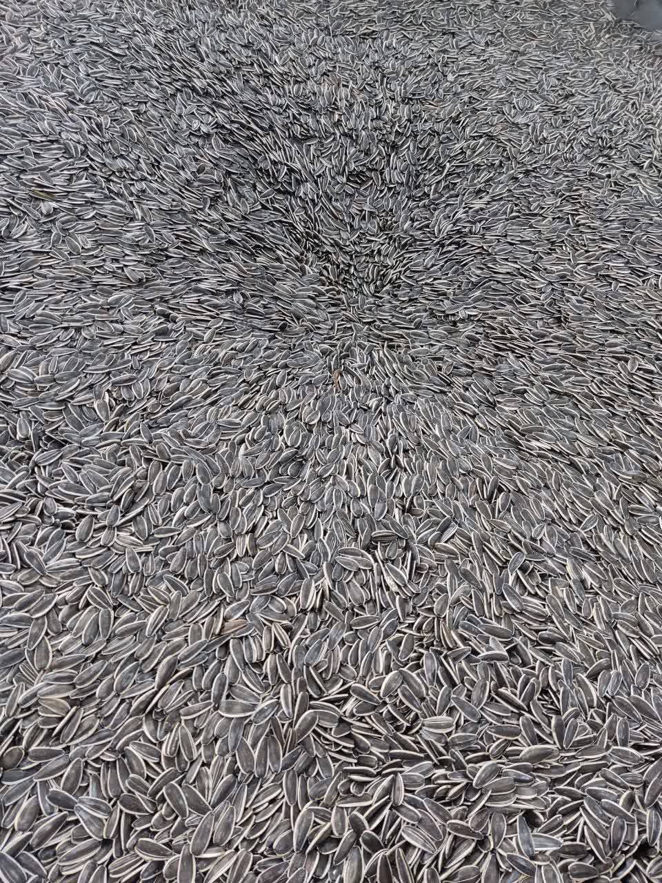 تخمه دور سفید نمکی اعلا 10 کیلویی( آفتابگردان طعم نمکی)