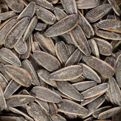 تخمه افتابگردان عمده طعمدار شور | 10 کیلویی